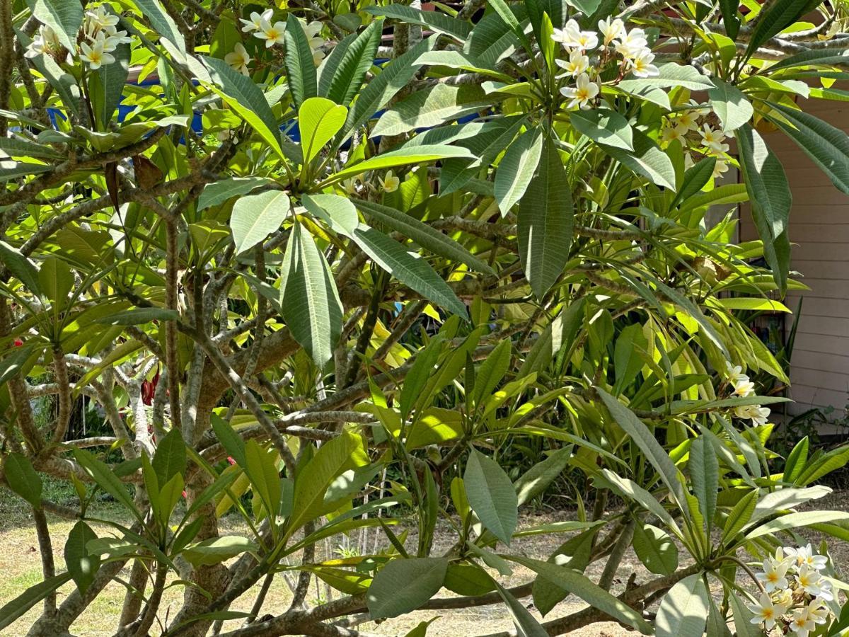 Samui Garden Resort Bang Rak Beach  Exteriör bild