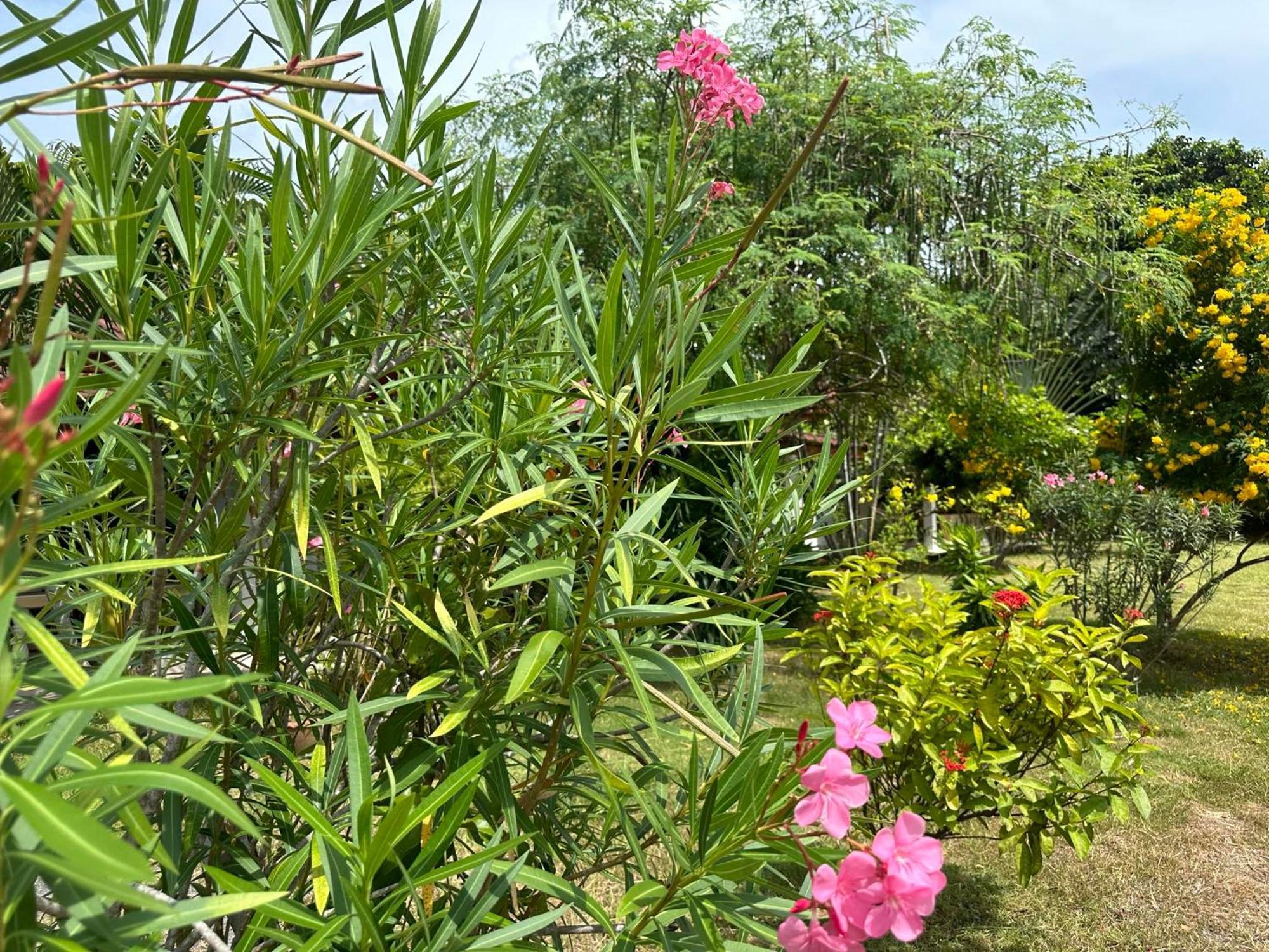 Samui Garden Resort Bang Rak Beach  Exteriör bild