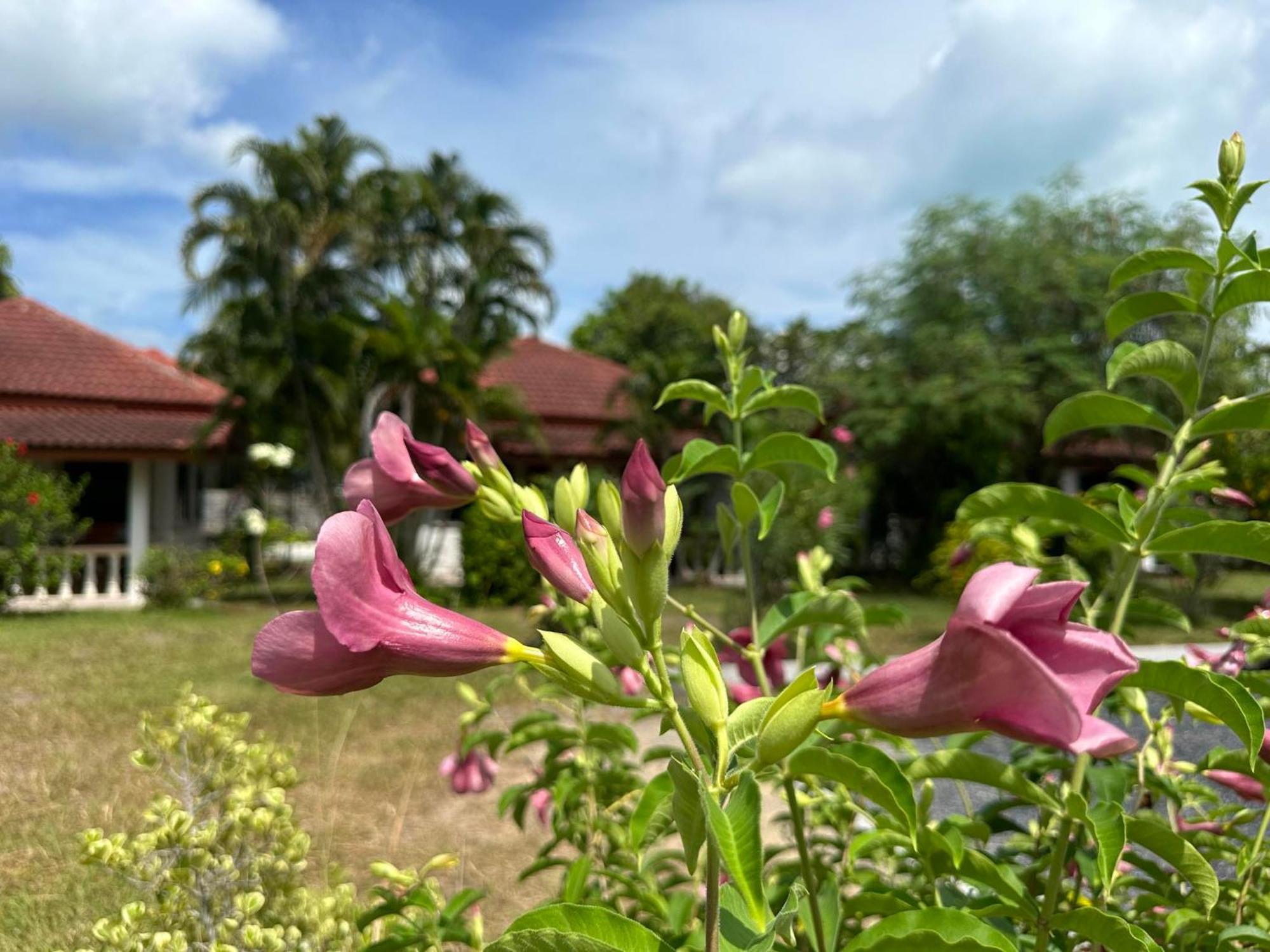 Samui Garden Resort Bang Rak Beach  Exteriör bild